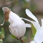 magnolia stellata5
