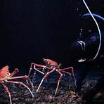giant spider crab1
