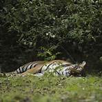 bengal tiger habitat2
