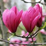 magnolienfrucht3