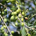 oliveira portugal4