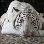el tigre blanco wikipedia3