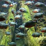what are some interesting facts about piranha snakes1
