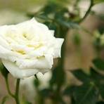 types of white roses2