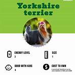 yorkshire terrier1