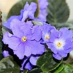 Purple Violets1