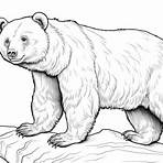 urso pardo desenho para colorir5