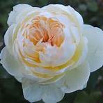types of white roses3
