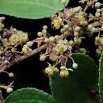 malvaceae guazuma1