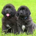 How much does a Newfoundland puppy cost?1