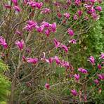 magnolia folha persistente3