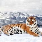 tigre siberiana2