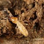白蟻和螞蟻有什麼不同?3