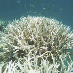 grande barriera corallina australiana morta1