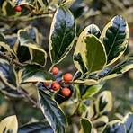 holly plant1