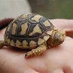 Tortoise4
