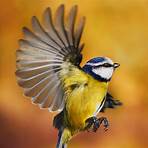 tom chambers bird feeders near me1