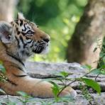 tiger life span1