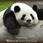 is a panda a solitary animal meaning4