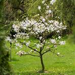 magnolia stellata2