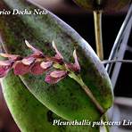 acianthera pubescens2