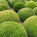 free wikipedia pictures of boxwood trees1