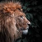 lion wallpaper1