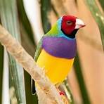 exotic birds names4