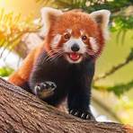 Are red pandas related to giant pandas?2