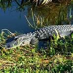 alligator animal5