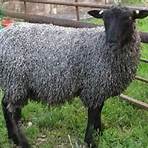gotland sheep4