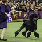 what channel westminster dog show 2021 televised4