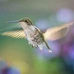 natural enemies of hummingbirds4