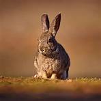 European rabbit wikipedia4