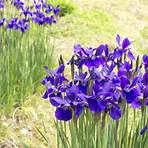 iris pflanzen standort5