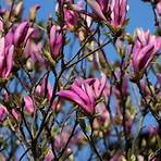magnolia susan4