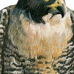 birdman falcon2