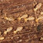 白蟻和螞蟻有什麼不同?2