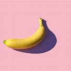 folha de bananeira nome cientifico5