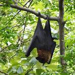 flying foxes3