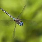 dragonfly insect4