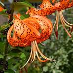 A Roof of Tiger Lilies1