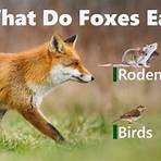 what do foxes eat1