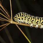 schmetterling mit totenkopf4