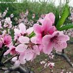 peach blossom4