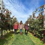 where can you pick apples in upstate ny today live1