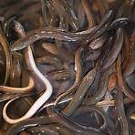 eels animal5
