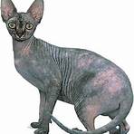 Felidae wikipedia5