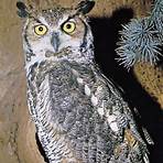 Owl wikipedia2