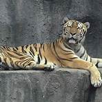 Bengal tiger2